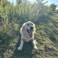 Springbrook Prairie Dog Park ico