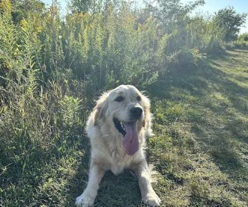 Springbrook Prairie Dog Park