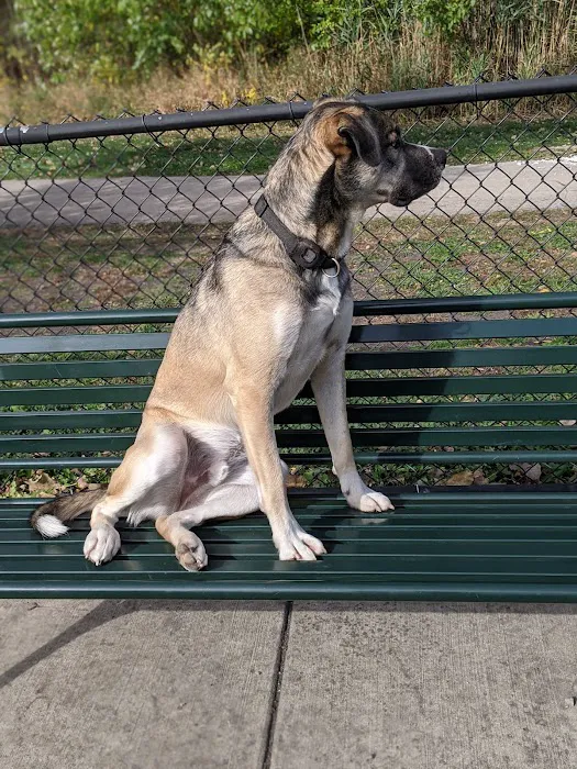 Dog Park at Phillips Park 7
