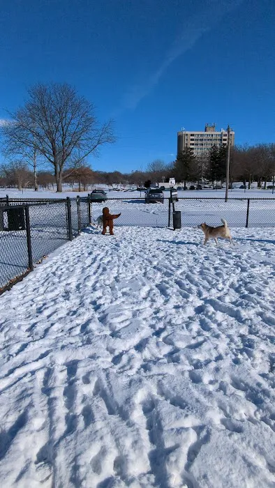 Dog Park at Phillips Park 5