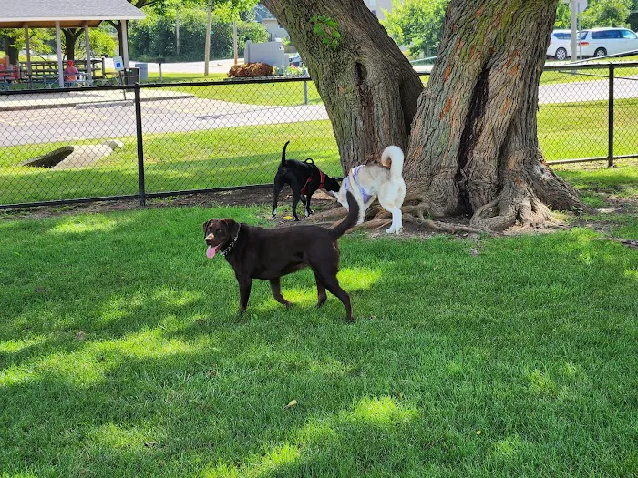 Dog Park at Phillips Park 1