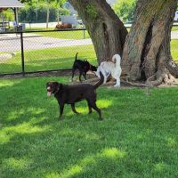Dog Park at Phillips Park ico