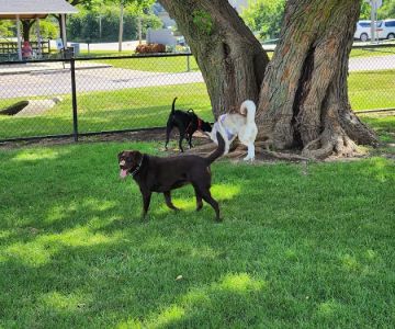 Dog Park at Phillips Park