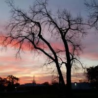 Lincoln Park Dog Park ico