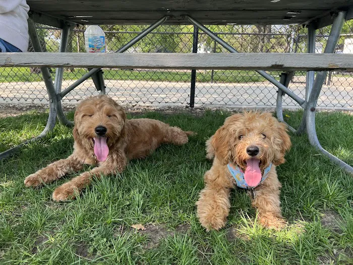 Lincoln Park Dog Park 2