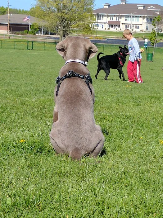 Harris Family Dog Park 5