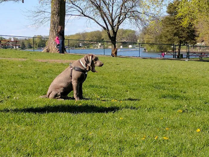 Harris Family Dog Park 6