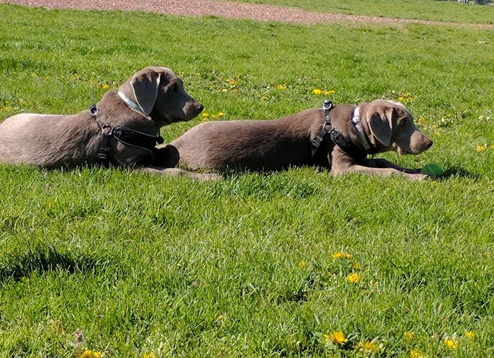 Harris Family Dog Park 9