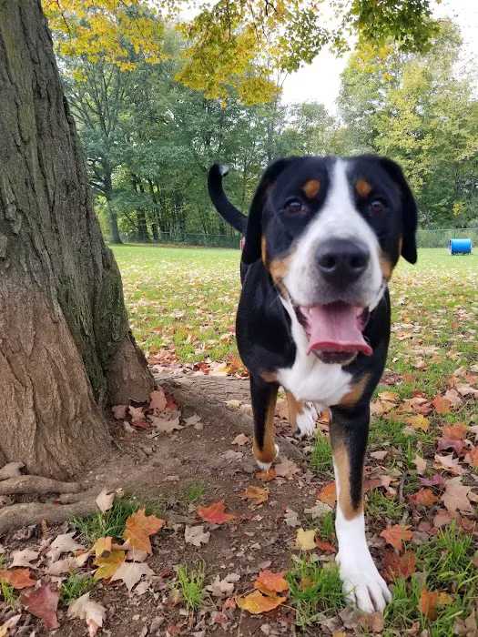 Carlisle Family Dog Park 4
