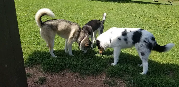 Carlisle Family Dog Park 6