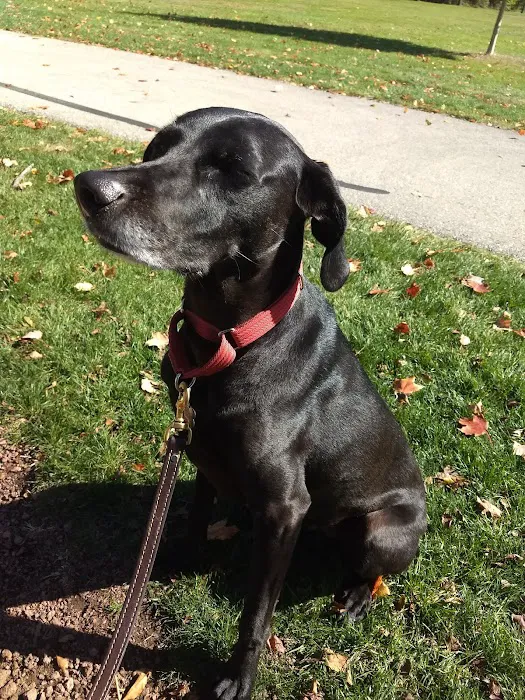 Carlisle Family Dog Park 9