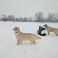 Bark Park ico