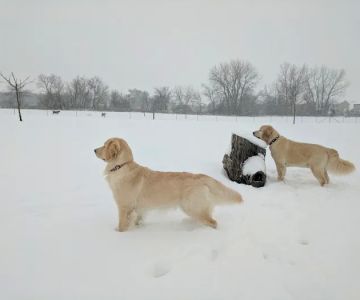 Bark Park