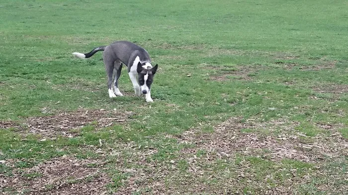 Warren Close Bark Park 1