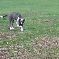 Warren Close Bark Park ico