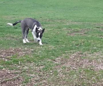 Warren Close Bark Park