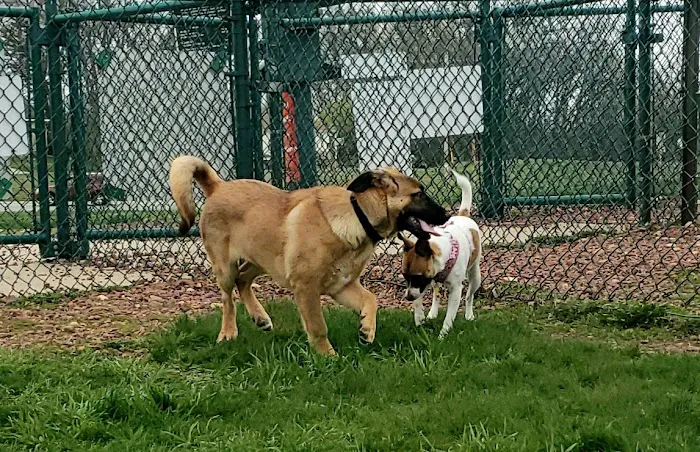 Warren Close Bark Park 2