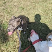 N. Owen Davies Park ico