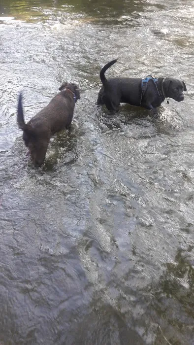 Caledonia Dog Park, Dog Beach Area 1 2