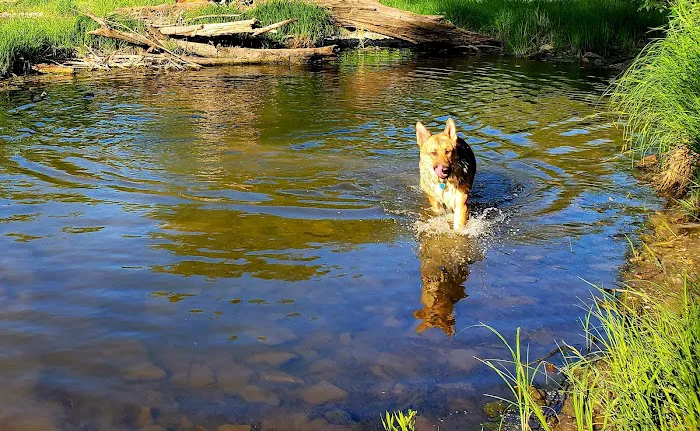 Caledonia Dog Park, Dog Beach Area 1 3