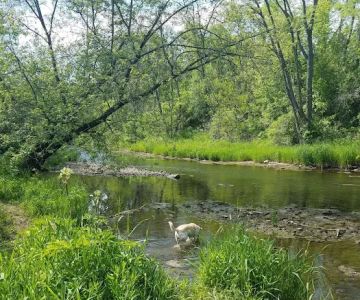 Caledonia Dog Park, Dog Beach Area 1