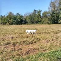 Caledonia Dog Park, Pond ico