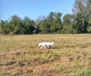 Caledonia Dog Park, Pond