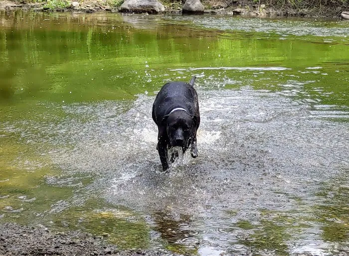 Caledonia Dog Park 4