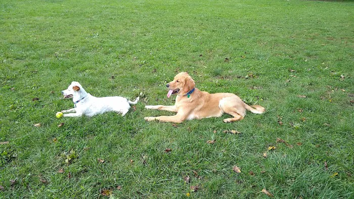 James O. Breen Community Dog Park 5