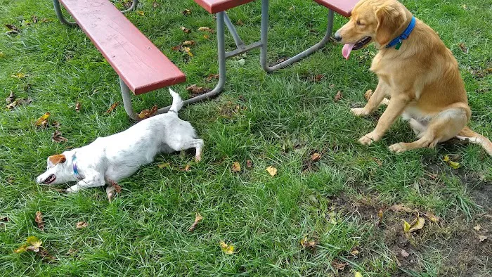 James O. Breen Community Dog Park 8