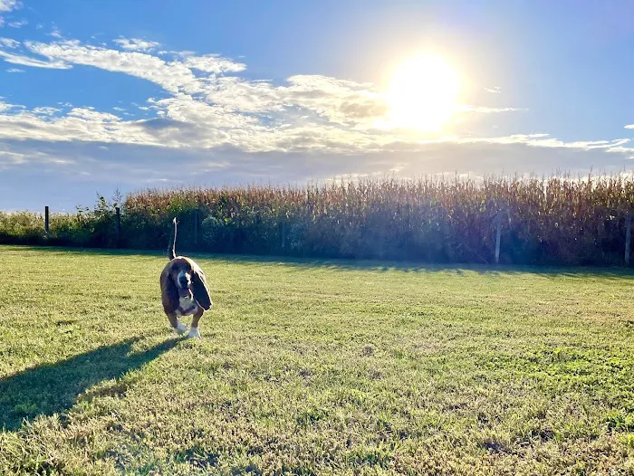 Stuart Sports Complex Dog Park 10