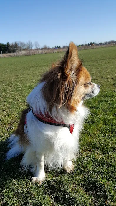 Stuart Sports Complex Dog Park 5
