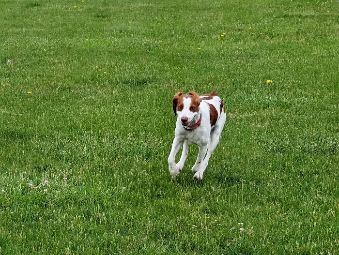 Woof Run Dog Park 5