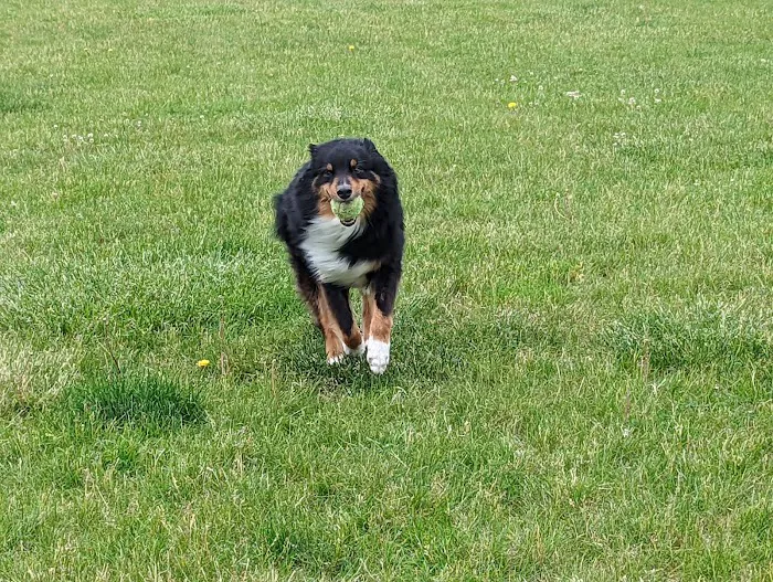 Woof Run Dog Park 4