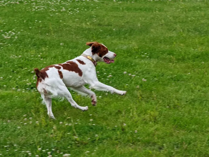 Woof Run Dog Park 3