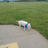 Woof Run Dog Park ico