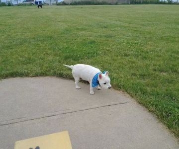 Woof Run Dog Park