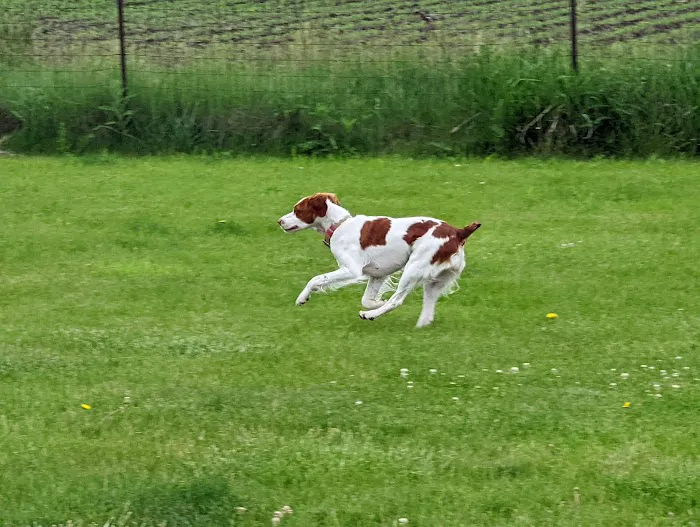 Woof Run Dog Park 2
