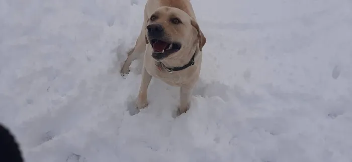 White River Dog Park 7