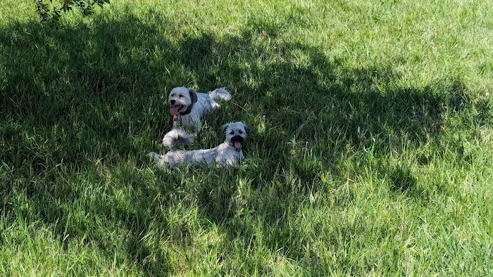 Bremen Grove Dog Park (membership required) 9