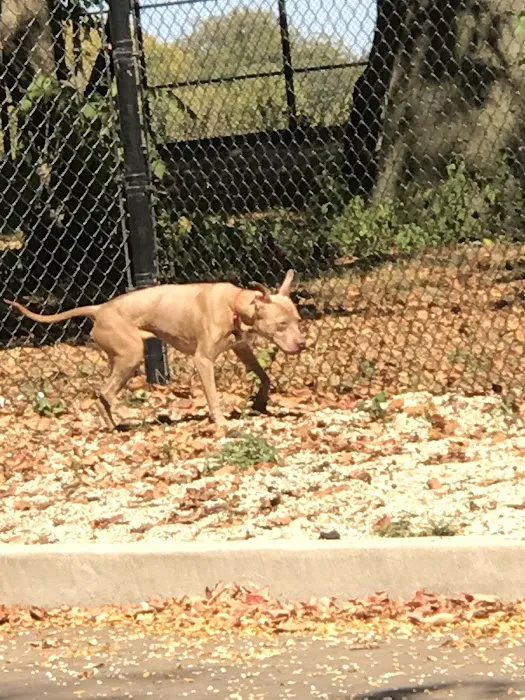 Calumet Bark 8