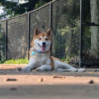 Calumet Bark ico