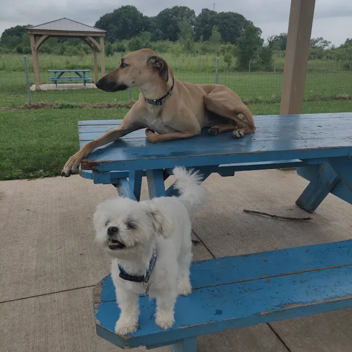 Trantina Farms Dog Park 6