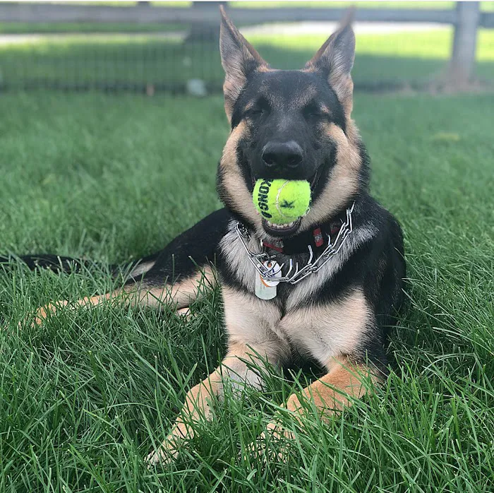 Daisy Dog Park 6