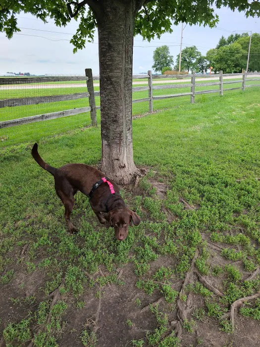 Daisy Dog Park 5