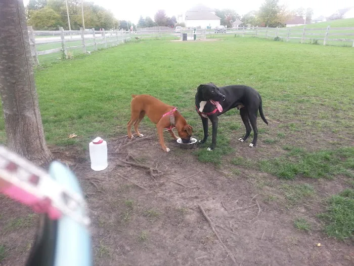 Daisy Dog Park 1