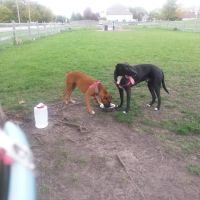 Daisy Dog Park ico