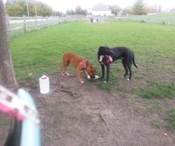 Daisy Dog Park