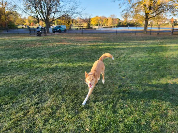 Van Horn Woods East Dog Park 5