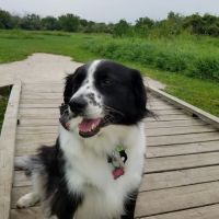 Hammel Woods Dog Park ico